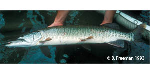 muskellunge Species Photo