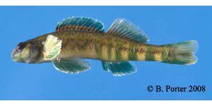 greenside darter Species Photo