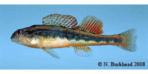 black darter Species Photo