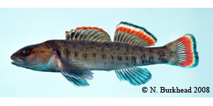 Etowah darter Species Photo