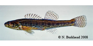 swamp darter Species Photo