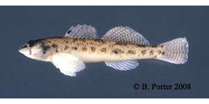 tessellated darter Species Photo