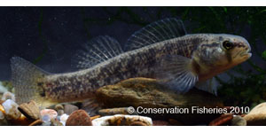 goldstripe darter Species Photo