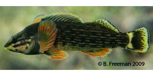 redline darter Species Photo