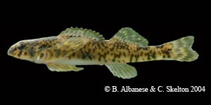rock darter Species Photo