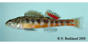 Tallapoosa darter Species Photo