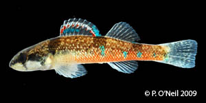 trispot darter Species Photo