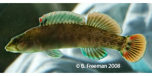 wounded darter Species Photo