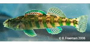 banded darter Species Photo