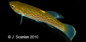 stippled studfish Species Photo
