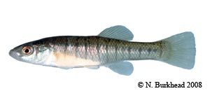 banded killifish Species Photo