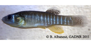mummichog Species Photo
