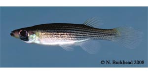 lined topminnow Species Photo