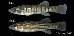 striped killifish Species Photo