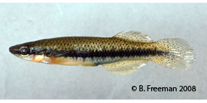 blackspotted topminnow Species Photo