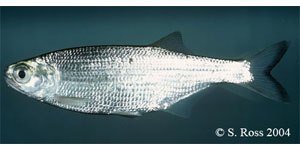 mooneye Species Photo