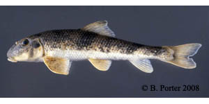 northern hog sucker Species Photo