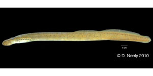 Ohio lamprey Species Photo