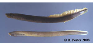 southern brook lamprey Species Photo
