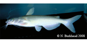 channel catfish Species Photo