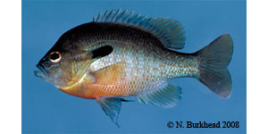 redbreast sunfish Species Photo