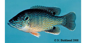 green sunfish Species Photo