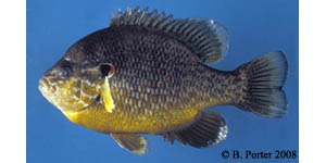 pumpkinseed Species Photo
