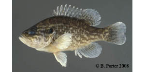 warmouth Species Photo