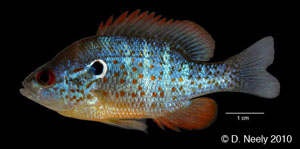 orangespotted sunfish Species Photo