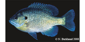 bluegill Species Photo