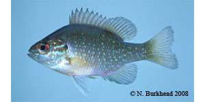dollar sunfish Species Photo