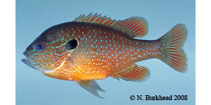 longear sunfish Species Photo