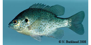 redear sunfish Species Photo