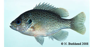 spotted sunfish Species Photo