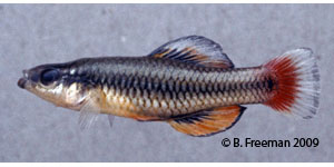 bluefin killifish Species Photo