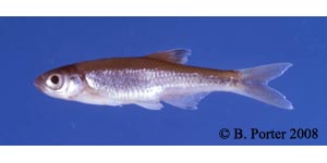 blacktip shiner Species Photo
