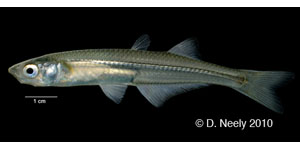 inland silverside Species Photo