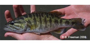 Bartram's bass Species Photo