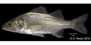 white perch Species Photo