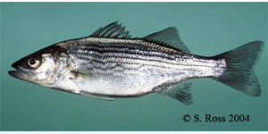 striped bass Species Photo