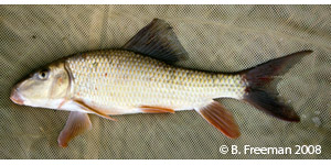 silver redhorse Species Photo