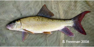 river redhorse Species Photo