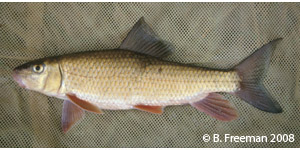 golden redhorse Species Photo