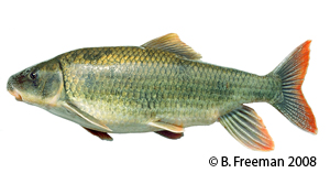 robust redhorse Species Photo