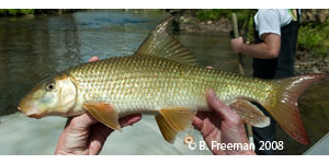 sicklefin redhorse Species Photo