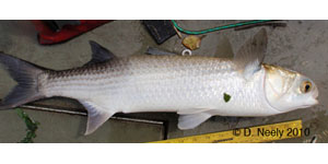 striped mullet Species Photo