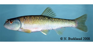 bluehead chub Species Photo