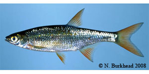 golden shiner Species Photo