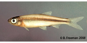 popeye shiner Species Photo