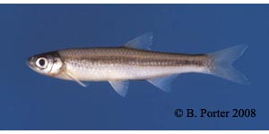 emerald shiner Species Photo
